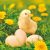 Húsvét Chicken with Eggs szalvéta 20 db-os 33x33 cm